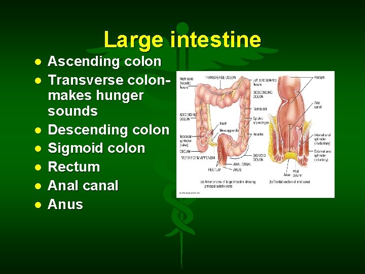 Large intestine Ascending colon Transverse colonmakes hunger sounds Descending colon Sigmoid colon Rectum Anal