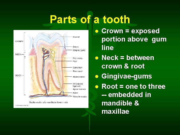 Parts of a tooth Crown = exposed portion above gum line Neck = between