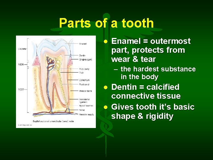 Parts of a tooth Enamel = outermost part, protects from wear & tear –