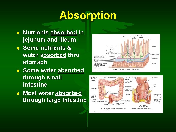 Absorption Nutrients absorbed in jejunum and illeum Some nutrients & water absorbed thru stomach