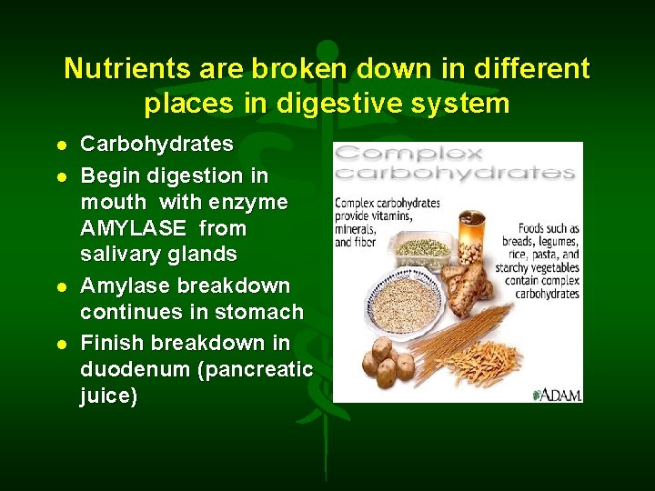 Nutrients are broken down in different places in digestive system Carbohydrates Begin digestion in