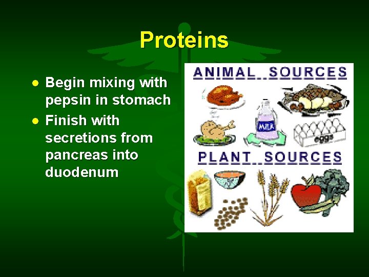 Proteins Begin mixing with pepsin in stomach Finish with secretions from pancreas into duodenum