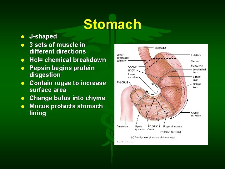 Stomach J-shaped 3 sets of muscle in different directions Hcl= chemical breakdown Pepsin begins