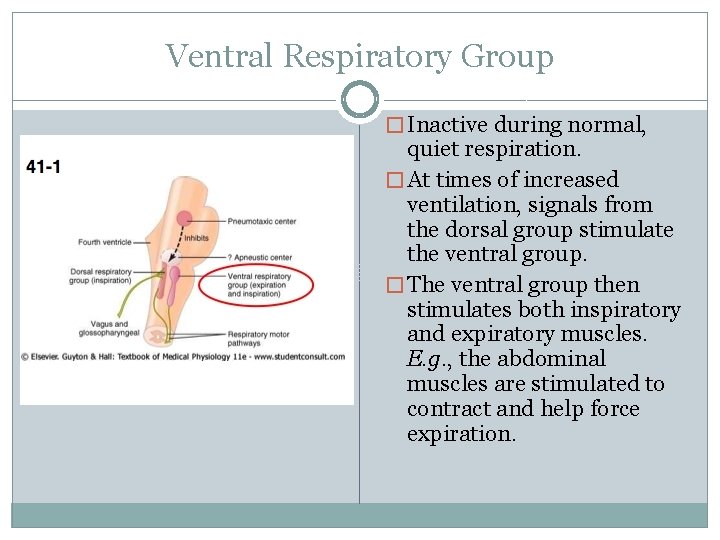 Ventral Respiratory Group � Inactive during normal, quiet respiration. � At times of increased