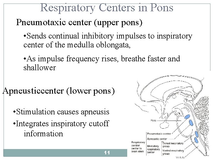 Respiratory Centers in Pons Pneumotaxic center (upper pons) • Sends continual inhibitory impulses to