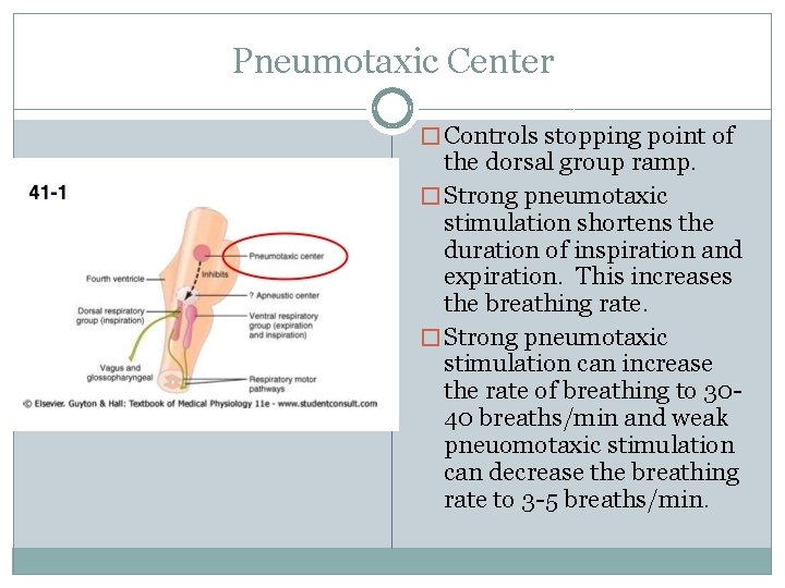 Pneumotaxic Center � Controls stopping point of the dorsal group ramp. � Strong pneumotaxic
