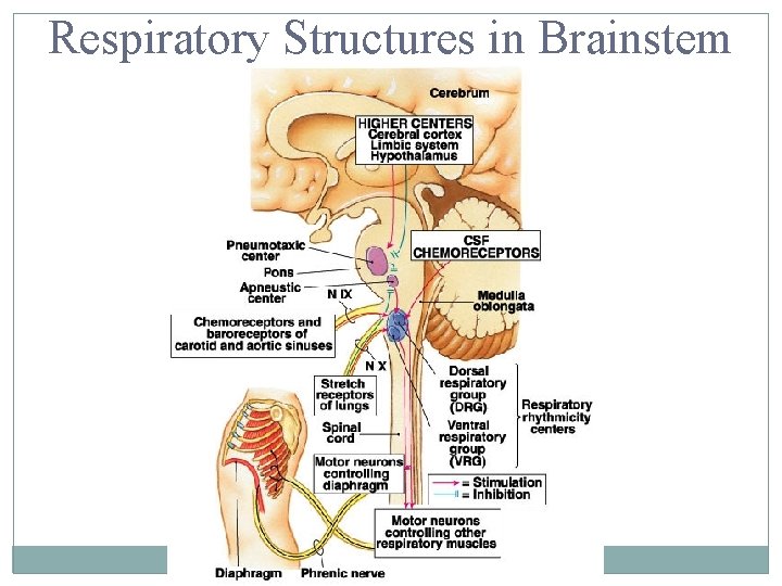 Respiratory Structures in Brainstem 13 