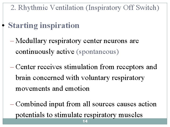2. Rhythmic Ventilation (Inspiratory Off Switch) • Starting inspiration – Medullary respiratory center neurons