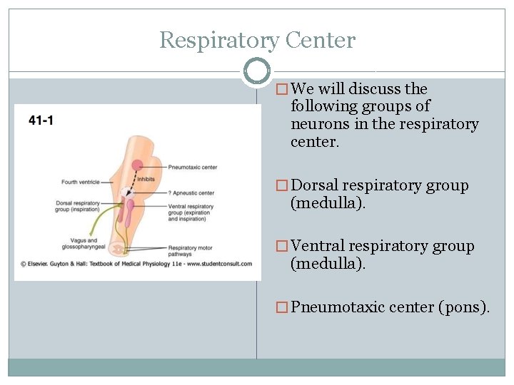 Respiratory Center � We will discuss the following groups of neurons in the respiratory