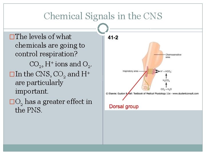 Chemical Signals in the CNS �The levels of what chemicals are going to control