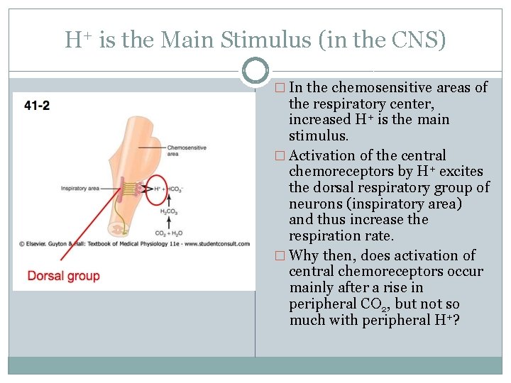 H+ is the Main Stimulus (in the CNS) � In the chemosensitive areas of