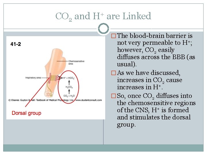 CO 2 and H+ are Linked � The blood-brain barrier is not very permeable