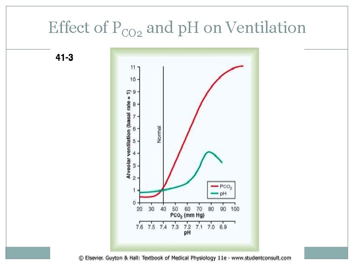 Effect of PCO 2 and p. H on Ventilation 