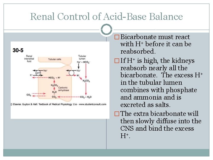 Renal Control of Acid-Base Balance � Bicarbonate must react with H+ before it can