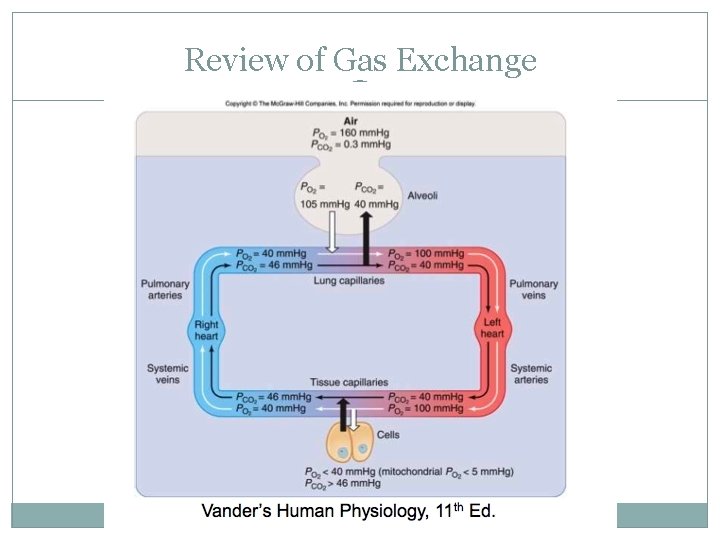 Review of Gas Exchange 