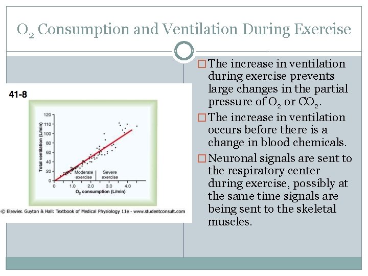 O 2 Consumption and Ventilation During Exercise � The increase in ventilation during exercise