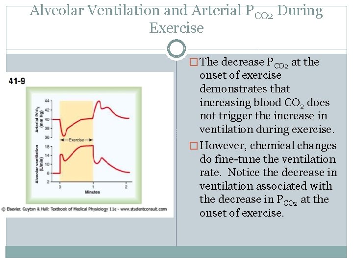 Alveolar Ventilation and Arterial PCO 2 During Exercise � The decrease PCO 2 at