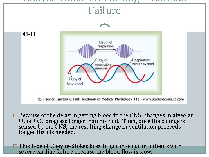 Cheyne-Stokes Breathing – Cardiac Failure � Because of the delay in getting blood to