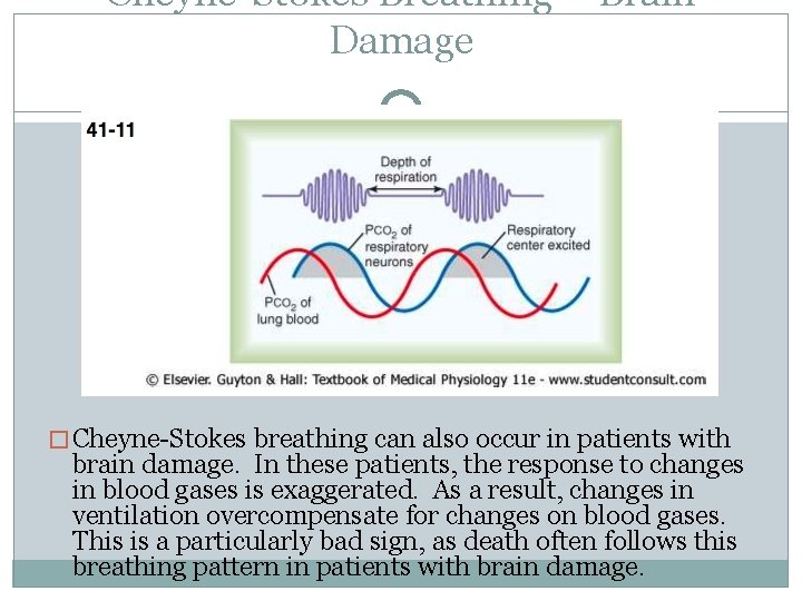 Cheyne-Stokes Breathing – Brain Damage � Cheyne-Stokes breathing can also occur in patients with