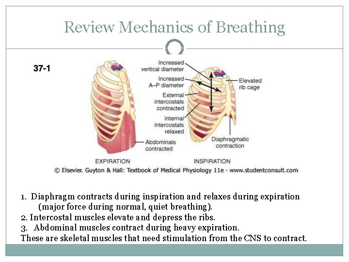 Review Mechanics of Breathing 1. Diaphragm contracts during inspiration and relaxes during expiration (major