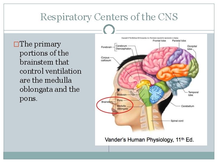 Respiratory Centers of the CNS �The primary portions of the brainstem that control ventilation
