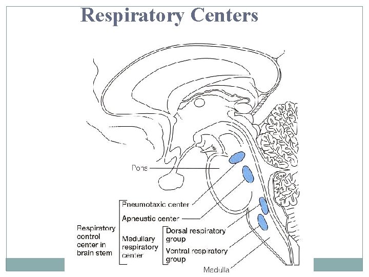 Respiratory Centers 6 