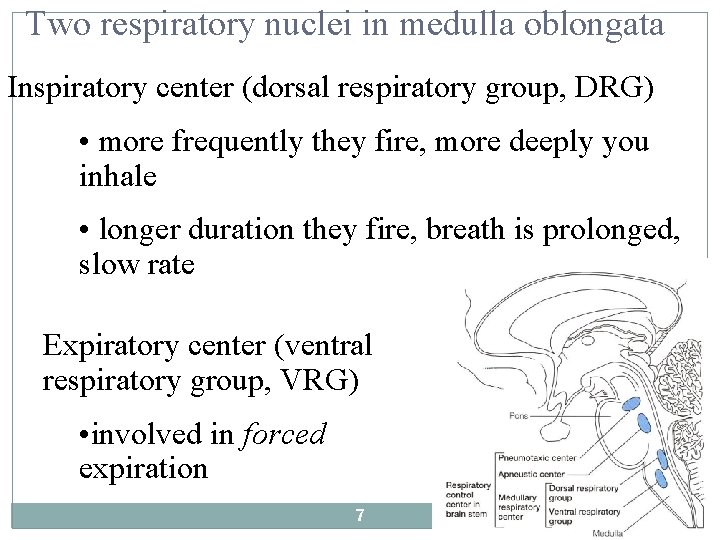 Two respiratory nuclei in medulla oblongata Inspiratory center (dorsal respiratory group, DRG) • more