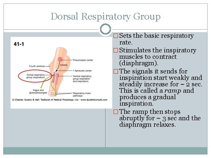 Dorsal Respiratory Group � Sets the basic respiratory rate. � Stimulates the inspiratory muscles
