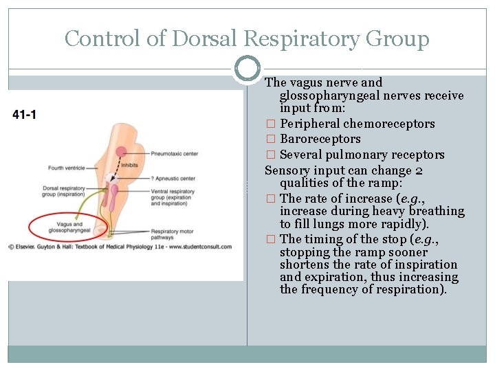 Control of Dorsal Respiratory Group The vagus nerve and glossopharyngeal nerves receive input from: