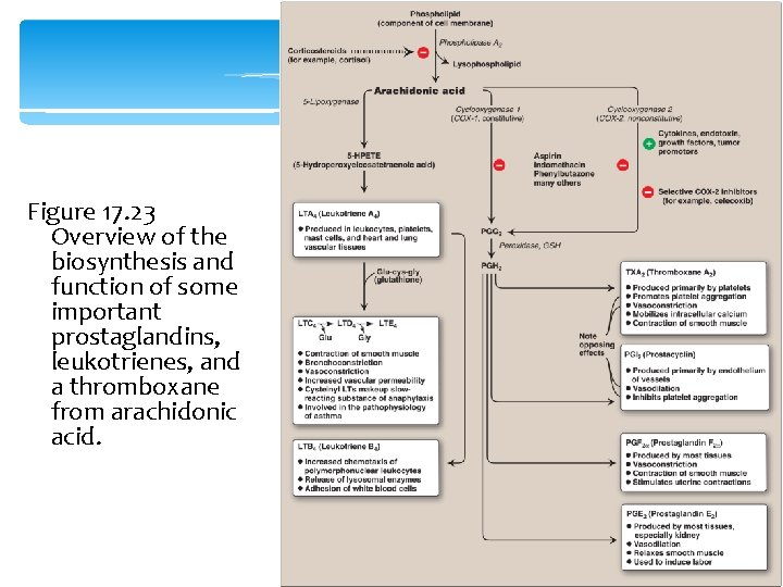 Figure 17. 23 Overview of the biosynthesis and function of some important prostaglandins, leukotrienes,