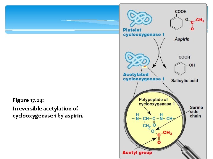 Figure 17. 24: Irreversible acetylation of cyclooxygenase 1 by aspirin. 