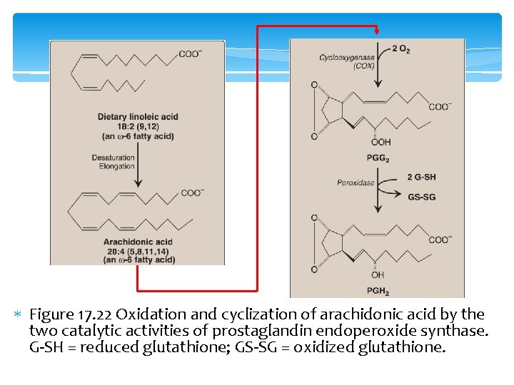  Figure 17. 22 Oxidation and cyclization of arachidonic acid by the two catalytic