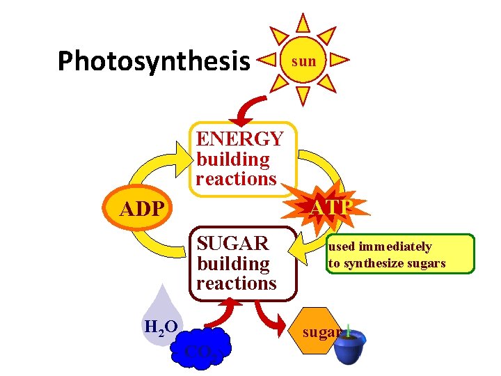 Photosynthesis sun ENERGY building reactions ATP ADP SUGAR building reactions H 2 O used
