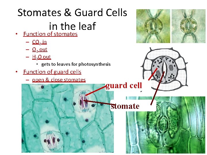 Stomates & Guard Cells in the leaf • Function of stomates – CO 2