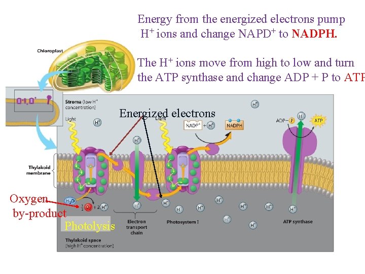 Energy from the energized electrons pump H+ ions and change NAPD+ to NADPH. The