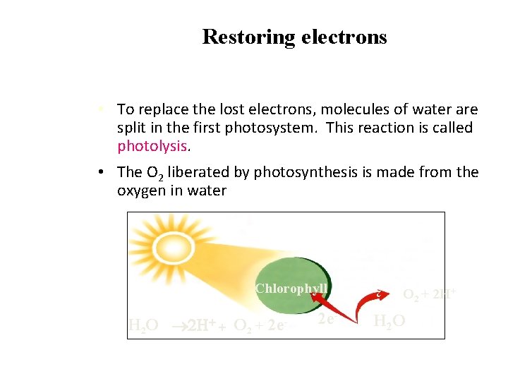Restoring electrons • To replace the lost electrons, molecules of water are split in