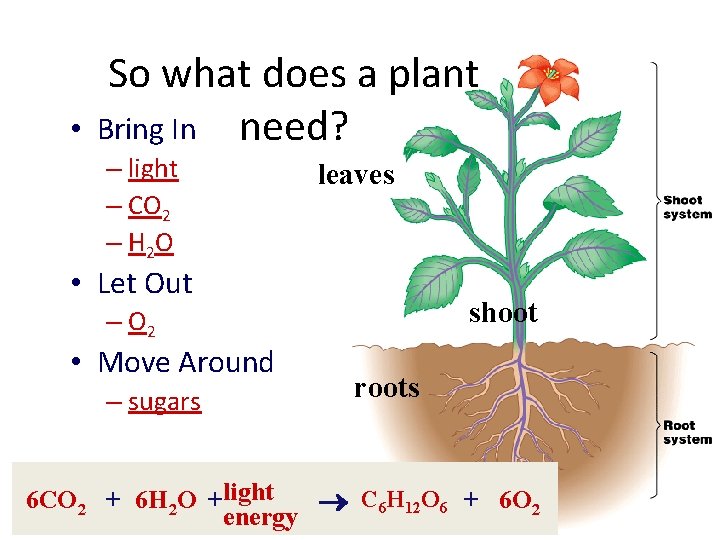  • So what does a plant Bring In need? – light – CO