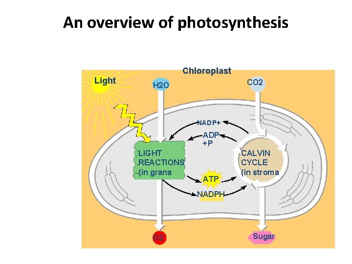 An overview of photosynthesis Light Chloroplast CO 2 H 2 O NADP+ ADP +P