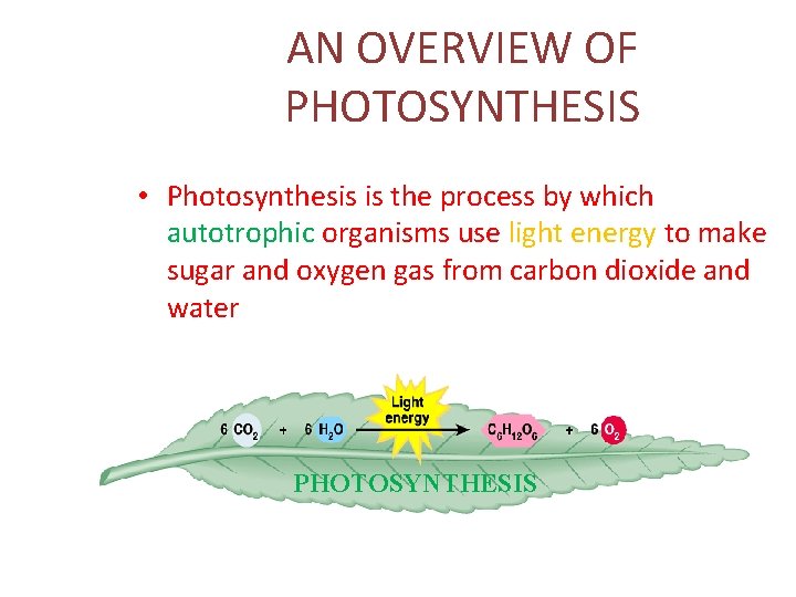 AN OVERVIEW OF PHOTOSYNTHESIS • Photosynthesis is the process by which autotrophic organisms use