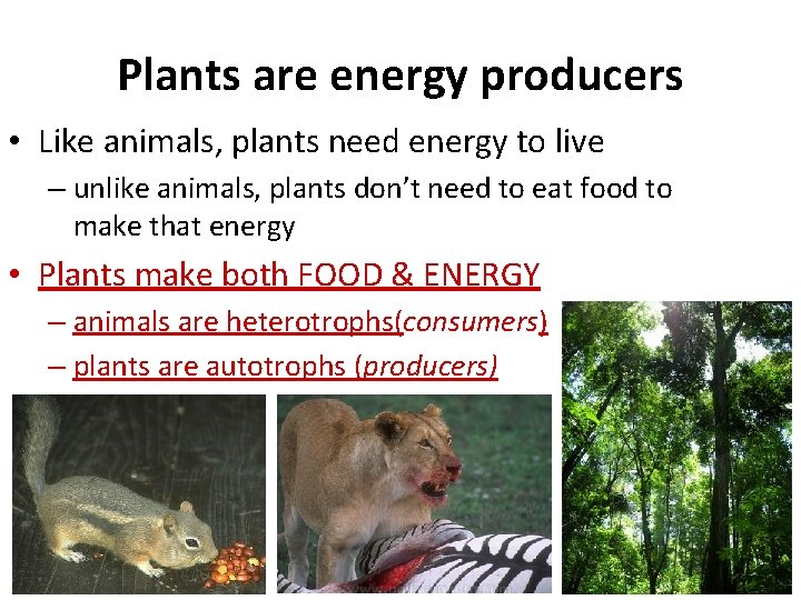 Plants are energy producers • Like animals, plants need energy to live – unlike