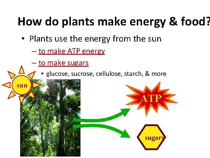 How do plants make energy & food? • Plants use the energy from the