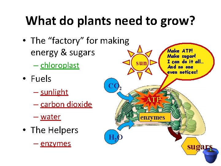 What do plants need to grow? • The “factory” for making energy & sugars