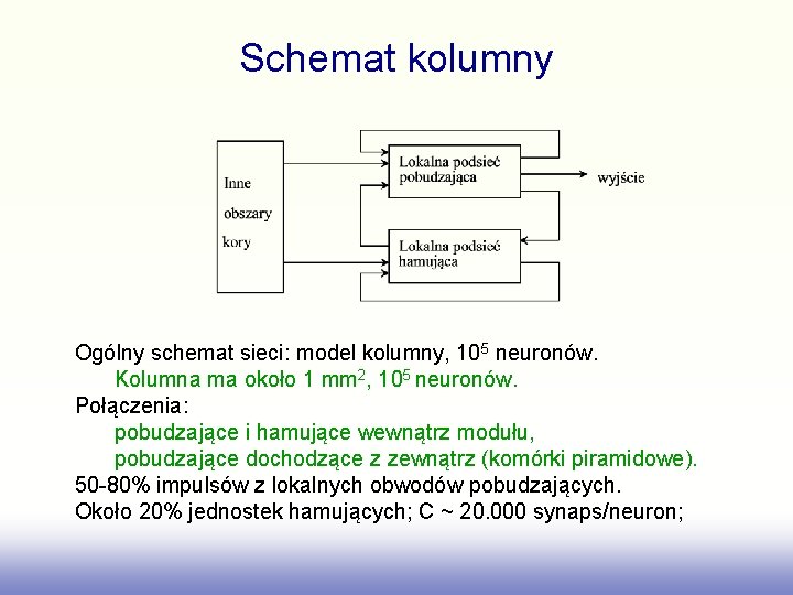 Schemat kolumny Ogólny schemat sieci: model kolumny, 105 neuronów. Kolumna ma około 1 mm