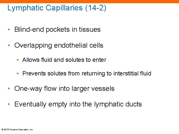 Lymphatic Capillaries (14 -2) • Blind-end pockets in tissues • Overlapping endothelial cells •