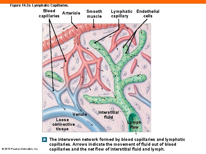 Figure 14 -2 a Lymphatic Capillaries. Blood Arteriole capillaries Smooth muscle Venule Loose connective