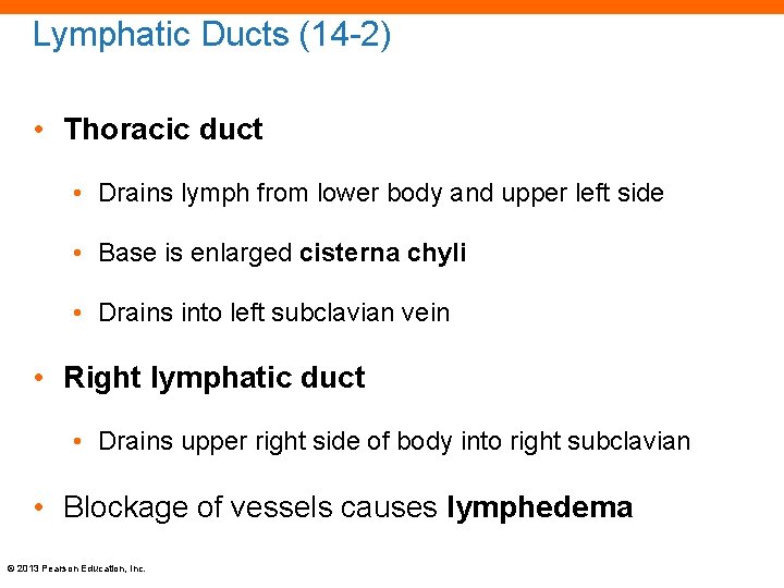 Lymphatic Ducts (14 -2) • Thoracic duct • Drains lymph from lower body and