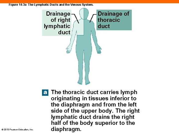 Figure 14 -3 a The Lymphatic Ducts and the Venous System. Drainage of right
