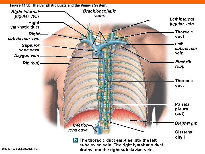 Figure 14 -3 b The Lymphatic Ducts and the Venous System. Right internal jugular