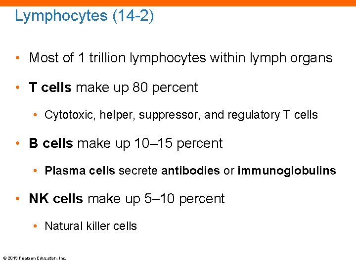 Lymphocytes (14 -2) • Most of 1 trillion lymphocytes within lymph organs • T