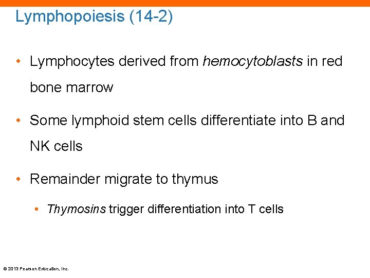 Lymphopoiesis (14 -2) • Lymphocytes derived from hemocytoblasts in red bone marrow • Some